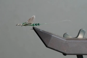 Mayfly Mayfly