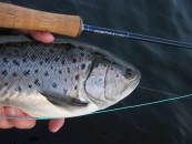 First fish for 2007 First fish for 2007