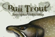 Bull Trout Bull Trout