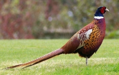 Ringneck pheasant Ringneck pheasant