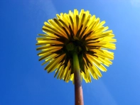 Dandelion Dandelion
