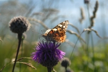 Large insects Large insects