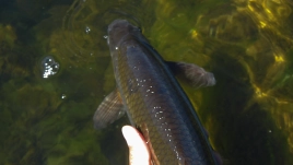 Releasing bronze Releasing bronze