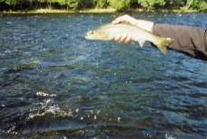 Atlantic salmon Atlantic salmon