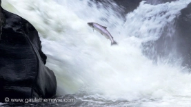 Jumping salmon Jumping salmon