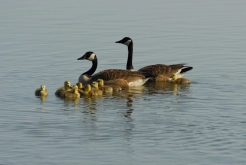 Canada Goose family Canada Goose family