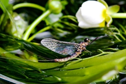 A leading role A leading role