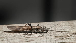 The adult February Red The adult February Red