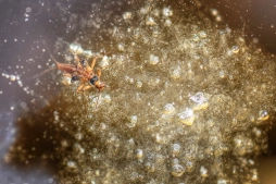 A cold hatch A cold hatch