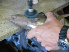Polishing a tuna Polishing a tuna