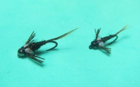 OSA Nymphs OSA Nymphs