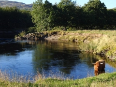 Scottish water bug Scottish water bug