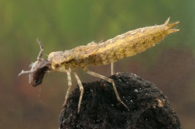 Dragonfly nymph Dragonfly nymph