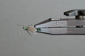 Mayfly, top view Mayfly, top view