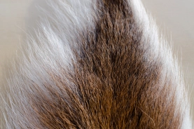 Natural bucktail Natural bucktail