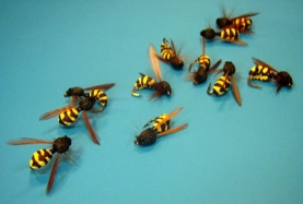 A whole lotta wasps A whole lotta wasps