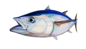 Southern Bluefin tuna Southern Bluefin tuna