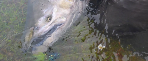 In the water In the water