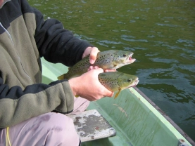 Two at once! Two at once!