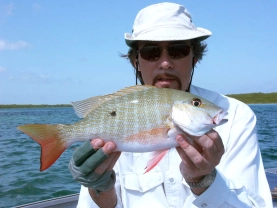 Mutton snapper from Cuba Mutton snapper from Cuba