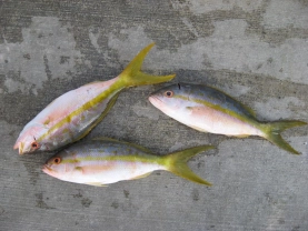 Yellowtail snapper Yellowtail snapper