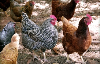 A mixed flock A mixed flock