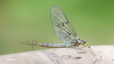 Ephemera danica Ephemera danica