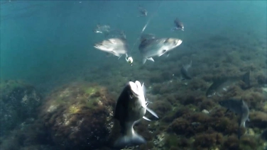 The number of fish! The number of fish!