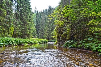 Home of native Slovak brown trout Home of native Slovak brown trout