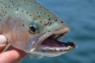 Rainbow closeup Rainbow closeup