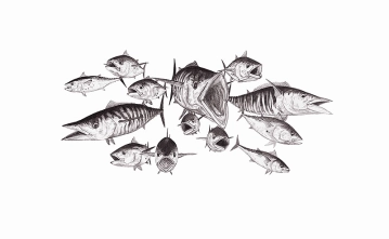 Bonito City Bonito City