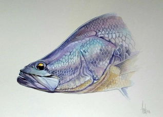 Barramundi Barramundi