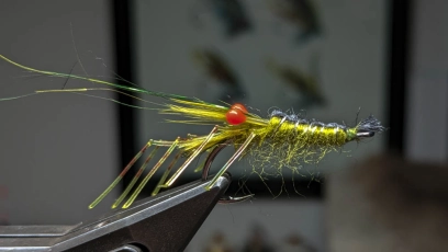 A shrimp - but very green! A shrimp - but very green!