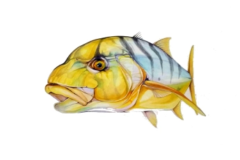 Golden trevally Golden trevally