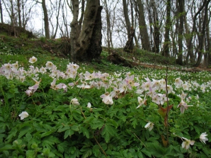 Spring forest Spring forest