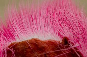 Uneven dye job Uneven dye job