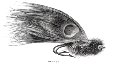 Pike-fly Pike-fly