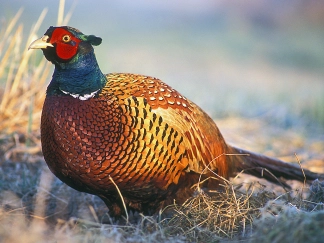 Ring neck pheasant Ring neck pheasant