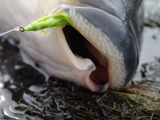 Mullet on a green fly Mullet on a green fly