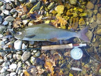 Grayling Grayling