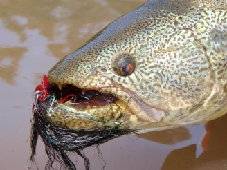 Head of a Tararira Head of a Tararira