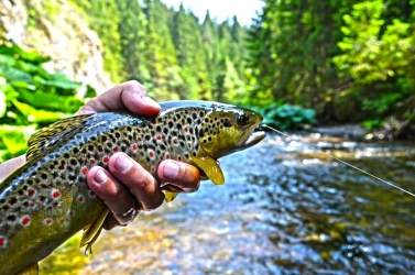 Wild and beautiful Wild and beautiful