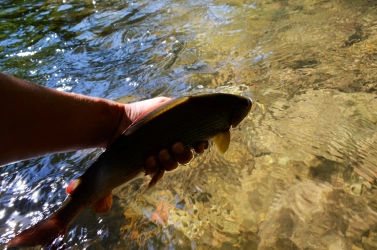 This dark one was easy to see This dark one was easy to see