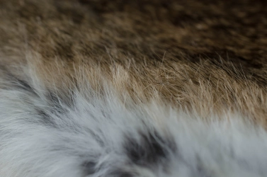 The white hairs at the edge The white hairs at the edge