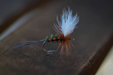 Daniel's Coachman Daniel's Coachman