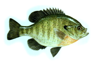 Bluegill Bluegill