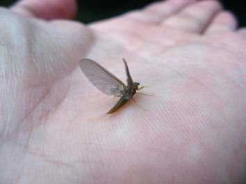 The largest BWO The largest BWO