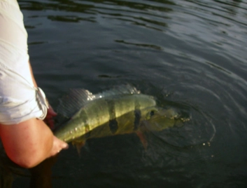 The release The release