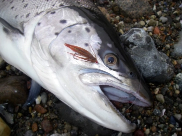 10 lbs. fish 10 lbs. fish