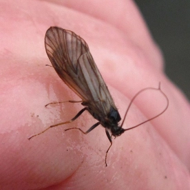 Fishing in New York Gallery Fishing in New York Gallery